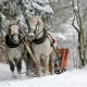 Sleigh Ride tour image